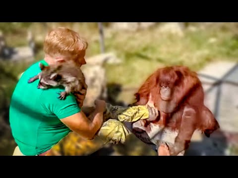 Видео: Орангутан Дана ПРИРЕВНОВАЛА Олега Зубкова к еноту Тимошка и очень ОБРАДОВАЛАСЬ когда енотика забрали