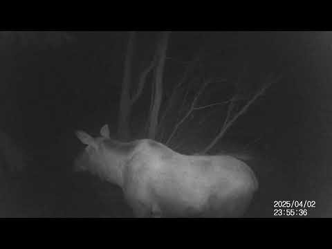 Видео: Фотоловушка на солонце. Биотехнический сезон начался