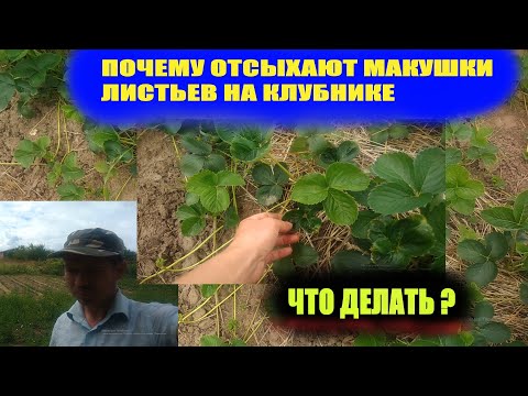 Видео: Чего не хватает клубнике.Дефицит кальция