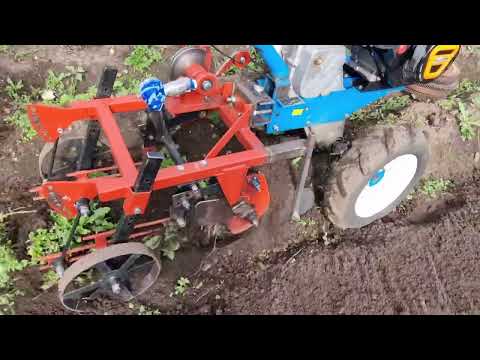 Видео: Уборка картофеля сорта Балтик Роуз | Результаты сезона 2025