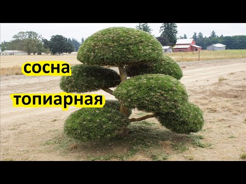 Видео: Как сформировать сосну ниваки в топиарной форме. Сосна шар на штамбе или сосна ниваки стиль тякан.