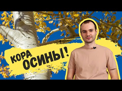 Видео: КОРА ОСИНЫ: как правильно заготавливать, польза, способы применения