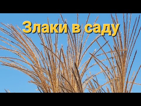 Видео: Злаки солируют осенью! Прогулка по чудесном саду.