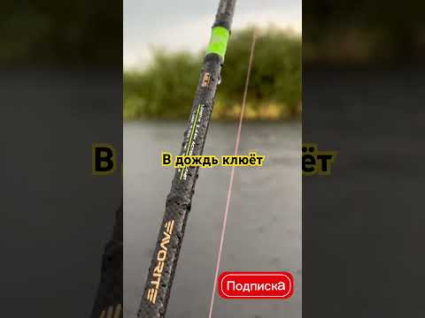 Видео: #рек #shortsvideo #рыбалка #врек #казахстан #fishing #fishinglife #shorts #pike #щука