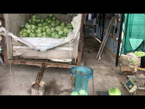 Видео: Я і моя команда робим щось важливе😂