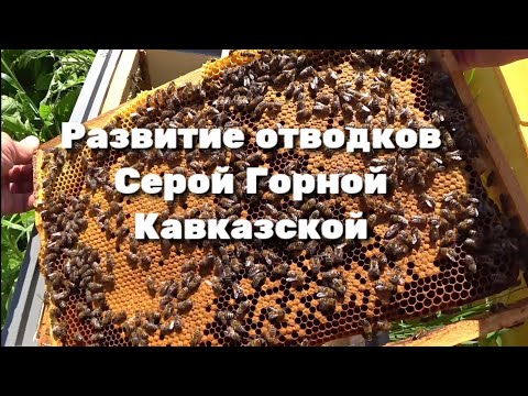 Видео: Развитие отводков Серой Горной Кавказской