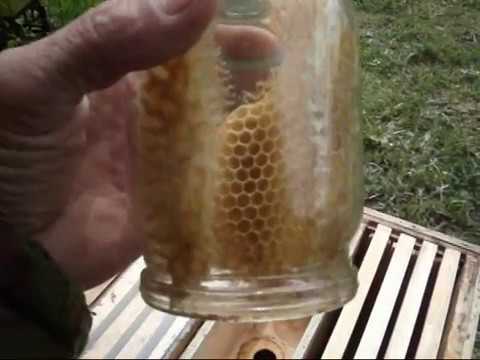 Видео: Пчеловодство. Сотовый мёд в банках???