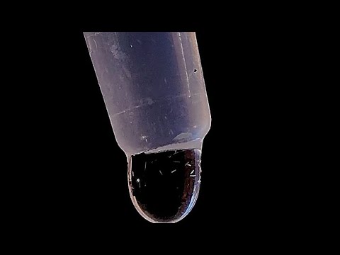 Видео: ИНФУЗОРИИ-ТУФЕЛЬКИ: как они выглядят на самом деле?