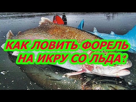 Видео: КАК ЛОВИТЬ ФОРЕЛЬ НА ИКРУ СО ЛЬДА? СНАСТЬ||ОСНАСТКА HOW TO CATCH TROUT FOR CAVIAR? TACKLE|/SNAP