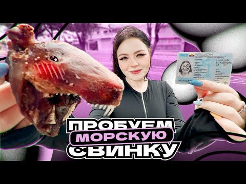 Видео: ПОПРОБОВАЛИ МОРСКУЮ СВИНКУ! // Как получить визу в Эквадоре // Лечим собаку по цене человека // ВЛОГ