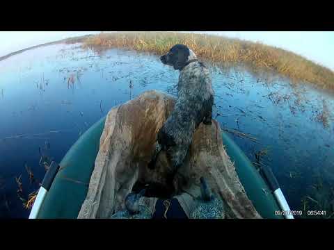 Видео: Охота на утку в Омской области 1 часть