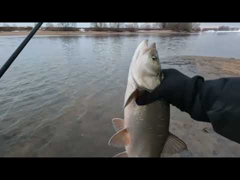 Видео: ЖЕРЕХ, ЩУКА и СУДАКИ ! Москва-река, Чулково ! Рыбалка на СПИННИНГ в феврале ! Зимний спиннинг 2023!