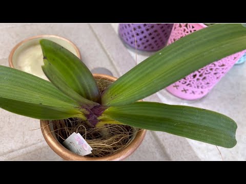 Видео: МОИ ОРХИДЕИ РИНХОСТИЛИС ГИГАНТЕЯ (Rhynchostylis gigantea) МАЛЫШИ 🥳🥳🥳