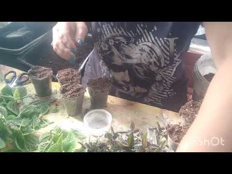 Видео: пилея, размножение.