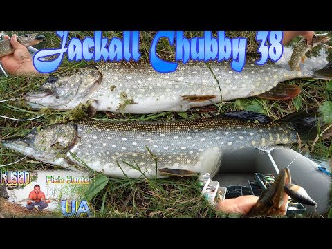 Видео: ВОБЛЕР Jackall Chubby 38 ! сделал эту рыбалку!