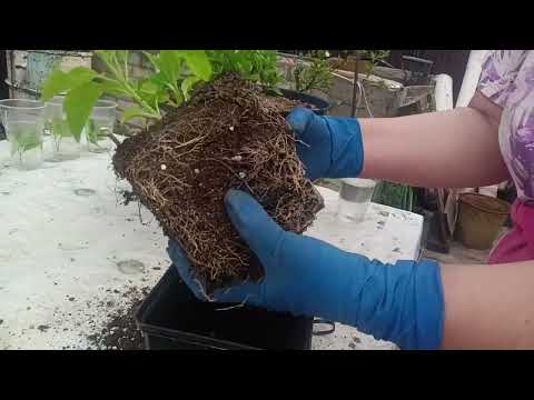 Видео: Древовидные гортензии. Выращивание. Уход. Обрезка. Черенкование.  Результат осеннего черенкования