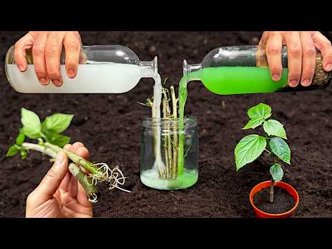 Видео: Как укоренить и размножить растения в воде — простая техника