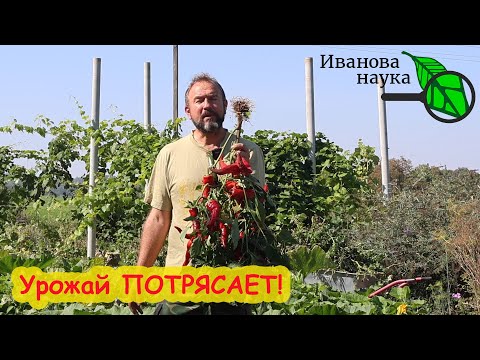 Видео: КАК ЗАПРАВИТЬ ПОЧВУ ПОД ОГУРЦЫ, ТОМАТЫ и КАРТОФЕЛЬ. Этого удобрения много не бывает!