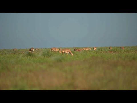 Видео: Қарағанды облысында мыңдаған киік 30 мың гектар егіс алқабын таптап кетті