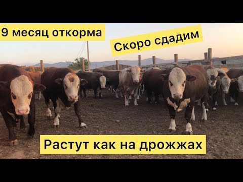 Видео: Откорм безпривязный в каком возрасте берём Быков и когда Сдаём