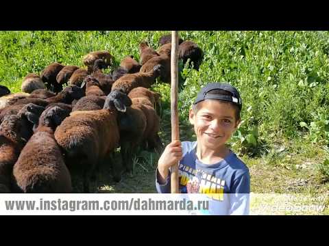 Видео: Гиссарские овцы и саги дахмарда из Шахритуса в местечке Ходжи Сангхок, Зидех