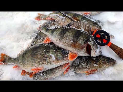 Видео: ГОРБАЧИ РАЗГИБАЮТ КРЮЧКИ!!! Косим щук на жерлицы!! Зимняя рыбалка 2023