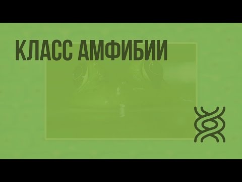 Видео: Класс Амфибии. Видеоурок по биологии 7 класс