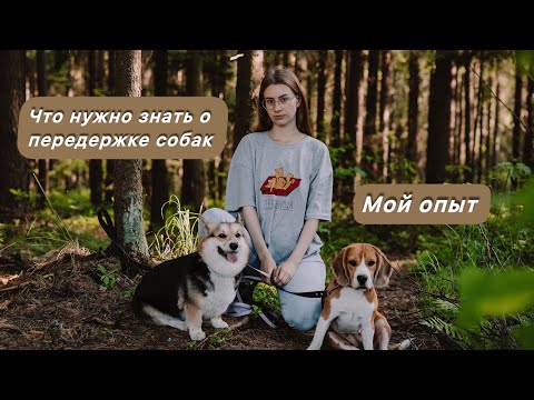 Видео: ВСЕ ЧТО НУЖНО ЗНАТЬ О ПЕРЕДЕРЖКЕ СОБАК/ МОЙ ОПЫТ/ СЕРВИС ПО ВЫГУЛУ И ПЕРЕДЕРЖЕК