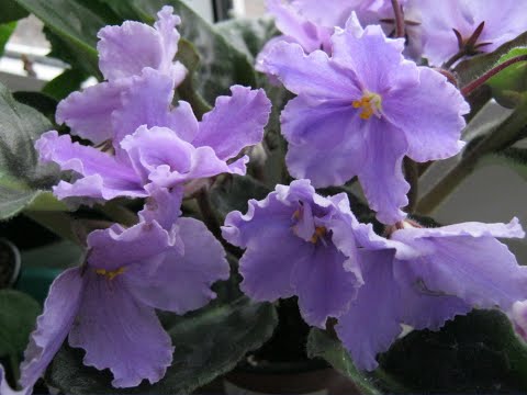 Видео: Как спасти отломанный лист фиалки.Как спасти упавшую фиалку.