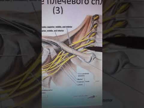 Видео: Иық өрімінің қысқа тармақтары.