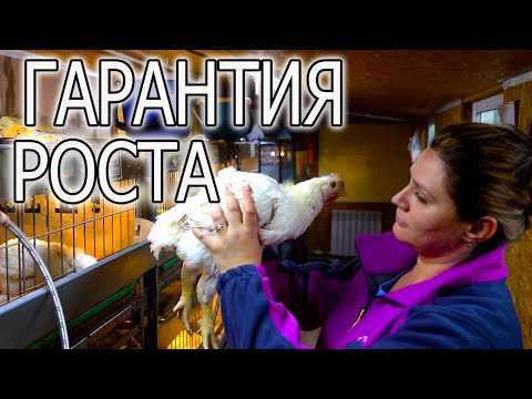Видео: ПТИЧНИК НАШЕЙ МЕЧТЫ.  НАШИ ОШИБКИ И РЕШЕНИЯ