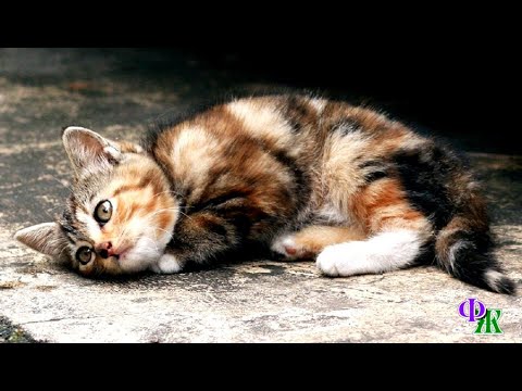 Видео: У котёнка не было сил кричать и просить помощи. Он просто  безмолвно умирал на глазах у всего мира…