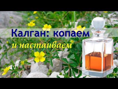 Видео: /ЗА/Калган: копаем и настаиваем