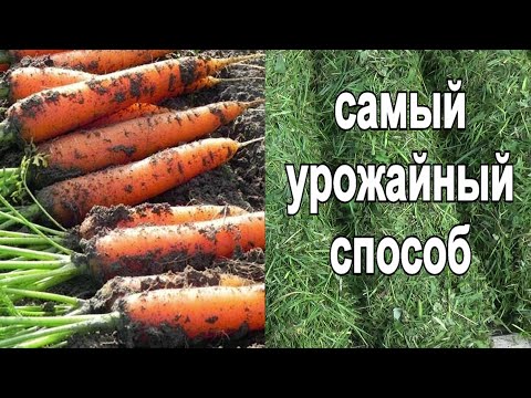 Видео: 101. Морковь - небывалый урожай! Чудеса мульчирования свежескошенной травой.