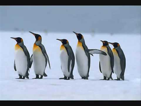 Видео: танец пингвинов