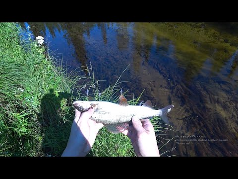 Видео: По стопам ТАЁЖНОГО. Рыбалка на лесной речке. Хариус. Сварил уху.