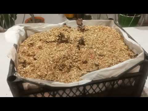 Видео: Как сохранить весь урожай яблок зимой,без потерь.Очень просто и легко.