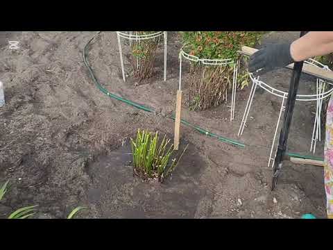 Видео: Посадка Клематиса Манчжурского 