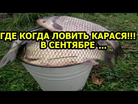 Видео: КАРАСЬ В СЕНТЯБРЕ,ГДЕ ИСКАТЬ КАРАСЯ В СЕНТЯБРЕ,КАРАСЬ В СЕНТЯБРЕ НА ЧТО ЛОВИТЬ,НА ЧТО ЛОВИТЬ КАРАСЯ