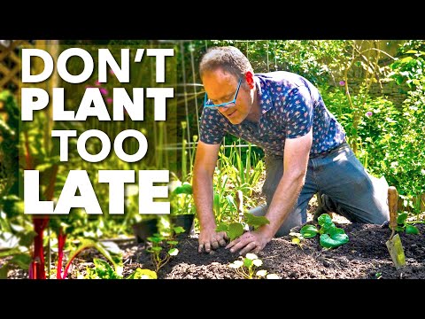 Видео: Советы по посадке растений в начале лета: ☀️ Выкладываем большие растения! 🍅