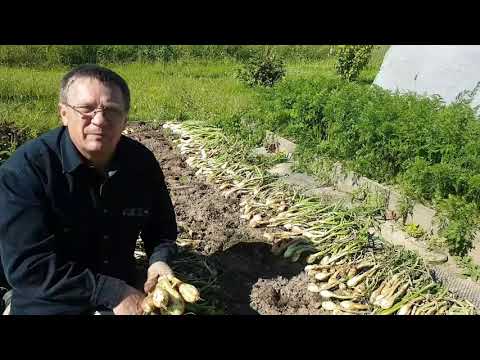 Видео: Выращивание лука шалот семейного