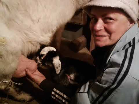Видео: Как приучить козу кормить козлят🐐