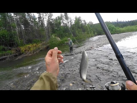 Видео: Эта ТАЕЖНАЯ Речка забита ХАРИУСОМ!!!/Рыбалка МЕЧТА!/Отрыв Души по ВЗРОСЛОМУ!