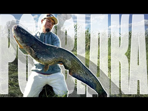 Видео: В пошуках трофея — судак, сом і тест нових снастей!