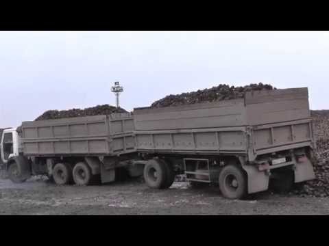 Видео: ГРУЗОВИК КАМАЗ застрял в свекле.Техника на поле.Уборка урожая свеклы.