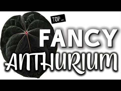 Видео: Необычный антуриум | Самые редкие и дорогие виды антуриума