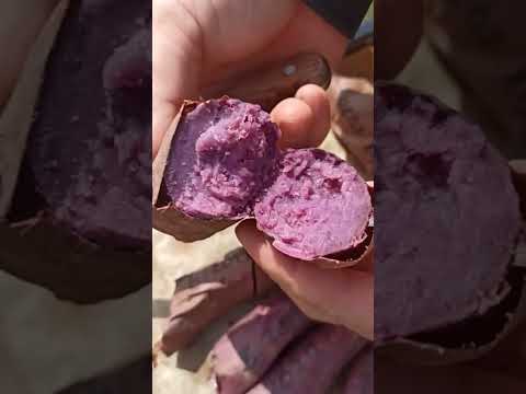 Видео: Новые сорта батата, фиолетового цвета.  Отбраковка.