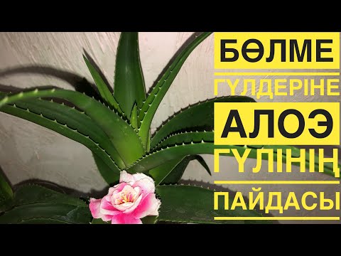 Видео: ӘРБІР үйде АЛОЭ ГҮЛІ болуы керек.СЕБЕБІН БІЛДІҢІЗБЕ❓❓❓