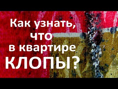 Видео: Как узнать, что в квартире живут клопы