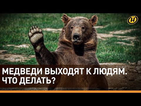 Видео: МЕДВЕЖИЙ БУМ В БЕЛАРУСИ: участились случаи выхода косолапых к людям! Как вести себя с медведем?